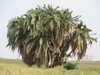Reclining Date Palm - Photo (c) seasav, some rights reserved (CC BY-NC-ND), uploaded by seasav