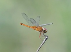 Urothemis signata insignata
