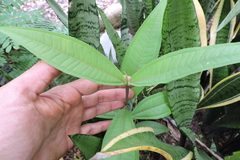 Miconia trinervia