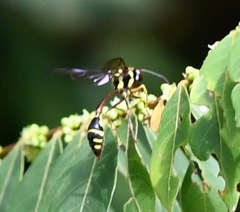 Eustenogaster micans