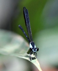 Euphaea impar