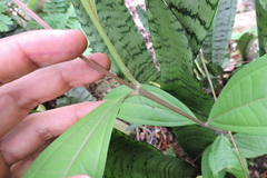 Miconia trinervia