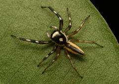 Phintelloides jesudasi