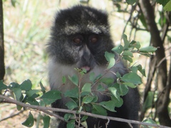 Cercopithecus mitis kolbi