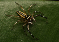 Phintelloides jesudasi