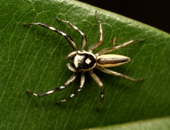 Phintelloides jesudasi