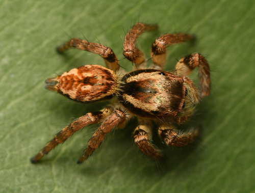 Carrhotus viduus photo 3