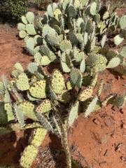 Opuntia chlorotica