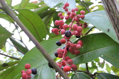 Miconia trinervia