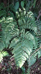 Dryopteris hendersonii