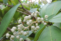 Miconia trinervia