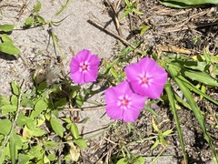 Phlox drummondii