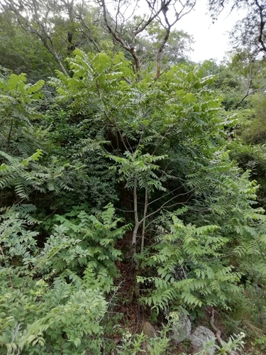 Image of Juglans australis by (c) Gonzalo Martinez, some rights reserved (CC BY)
