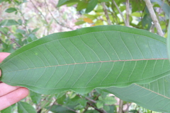 Miconia trinervia