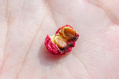 Cotoneaster microphyllus