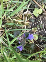 Glechoma hederacea
