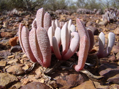 Brianhuntleya intrusa