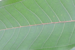 Miconia trinervia