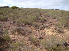 Brianhuntleya intrusa