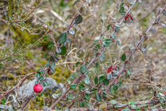 Cotoneaster microphyllus