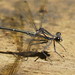 Common Flatwing - Photo (c) Reiner Richter, some rights reserved (CC BY-NC), uploaded by Reiner Richter