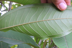 Miconia trinervia