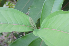 Miconia trinervia