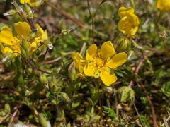 Potentilla verna
