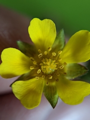 Potentilla verna