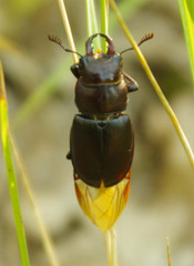 Lucanus tetraodon