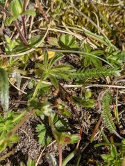 Potentilla verna