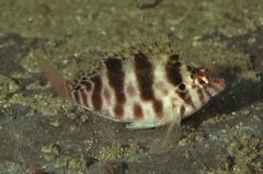 Cirrhitichthys aprinus