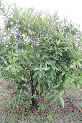 Miconia trinervia