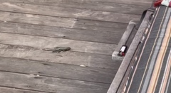 Sceloporus occidentalis