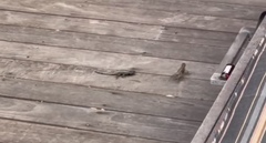 Sceloporus occidentalis