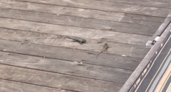 Sceloporus occidentalis