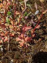 Saxifraga tridactylites