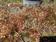 Saxifraga tridactylites