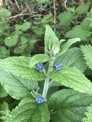 Pentaglottis sempervirens