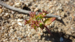 Crassula dichotoma