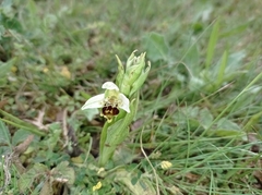Ophrys apifera