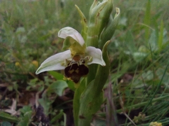Ophrys apifera