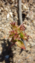 Crassula dichotoma