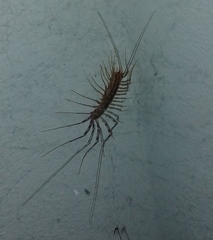 Scutigera coleoptrata
