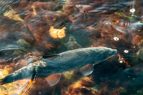 Common nase (Chondrostoma nasus) — Cyprinidae — 2