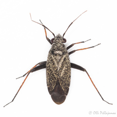 Orthocephalus saltator