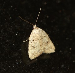 Tolpia conscitulana