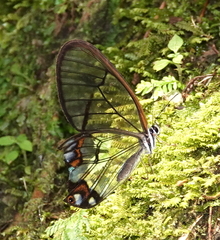 Pseudohaetera hypaesia