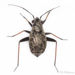 Orthocephalus saltator