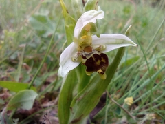 Ophrys apifera